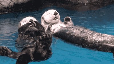 otters